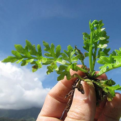 Broadleaf Water Sprite (Indian Fern)