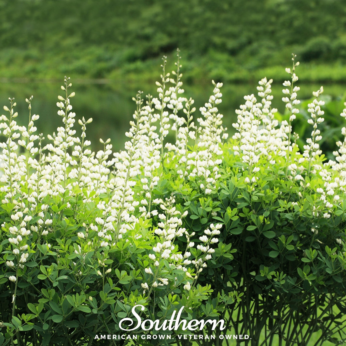 Wild White Indigo – 35 Seeds