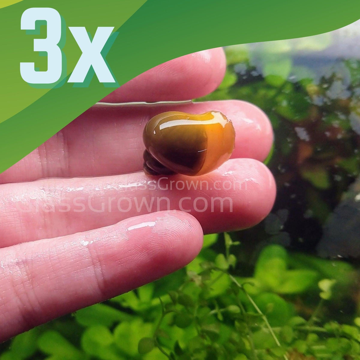 Jade Mystery Snail