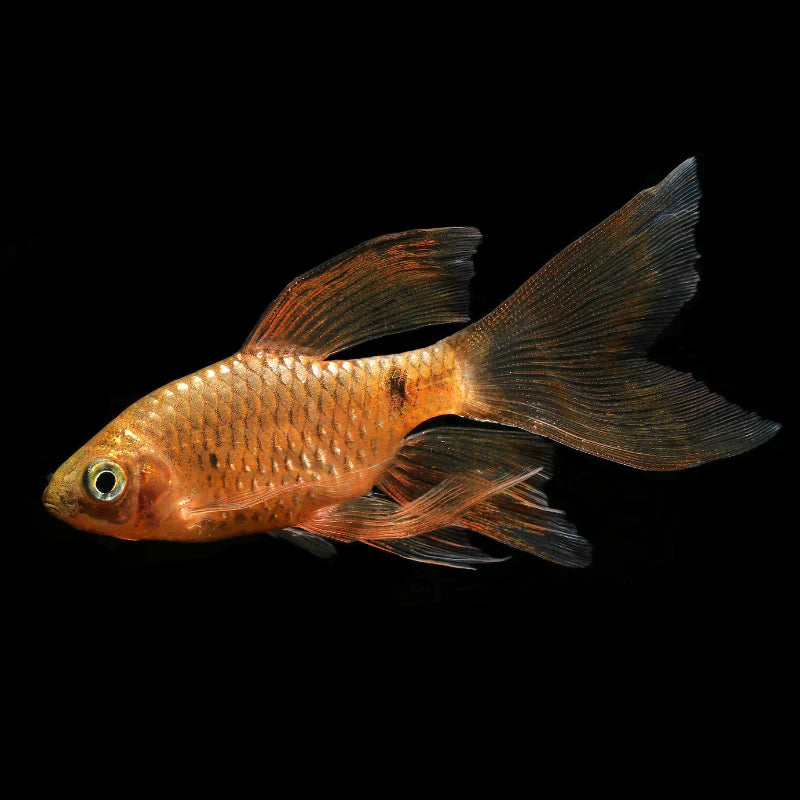 Hi-Fin Rosy Barb (Puntius conchonius) PAIR