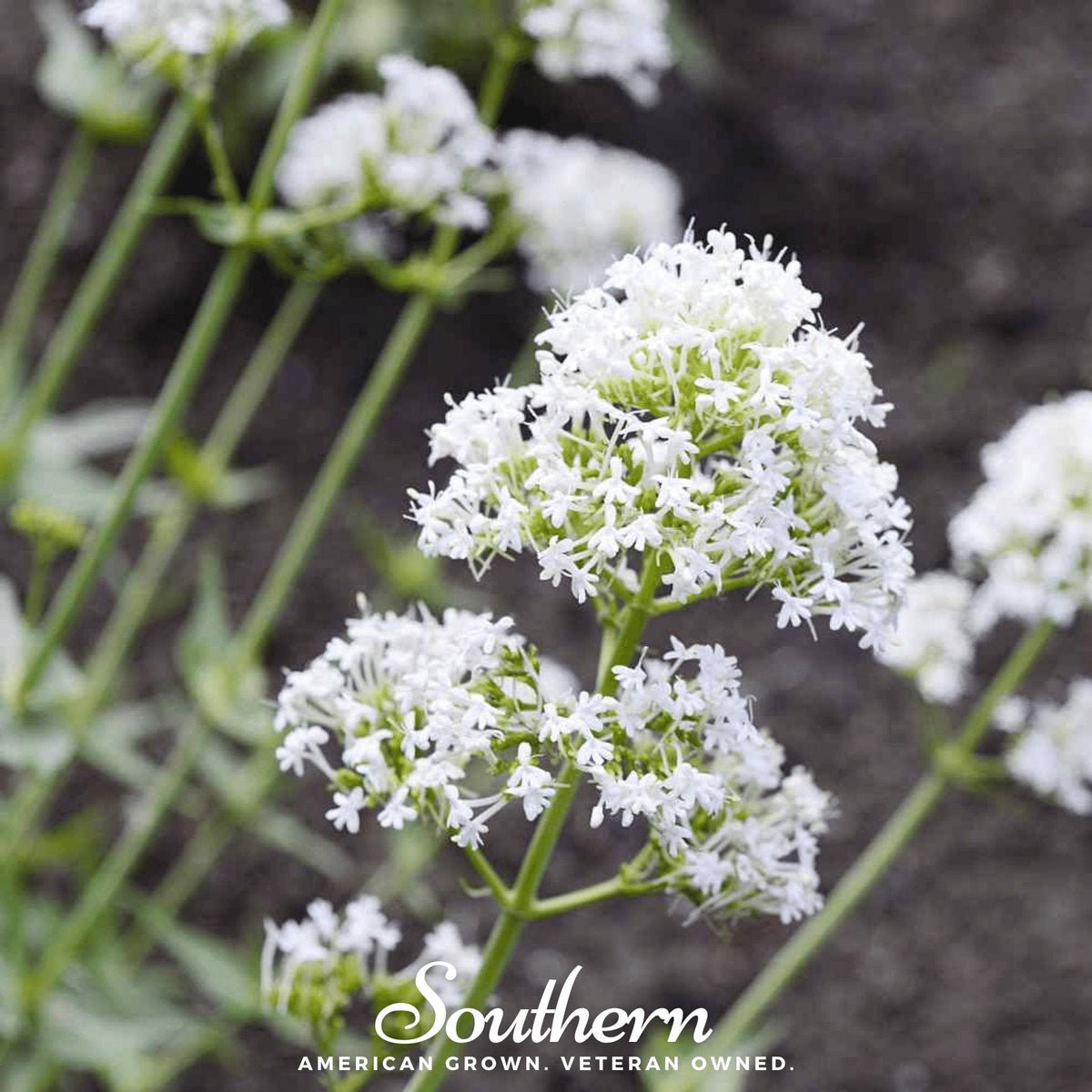 White Valerian Jupiter’s Beard – 50 Seeds