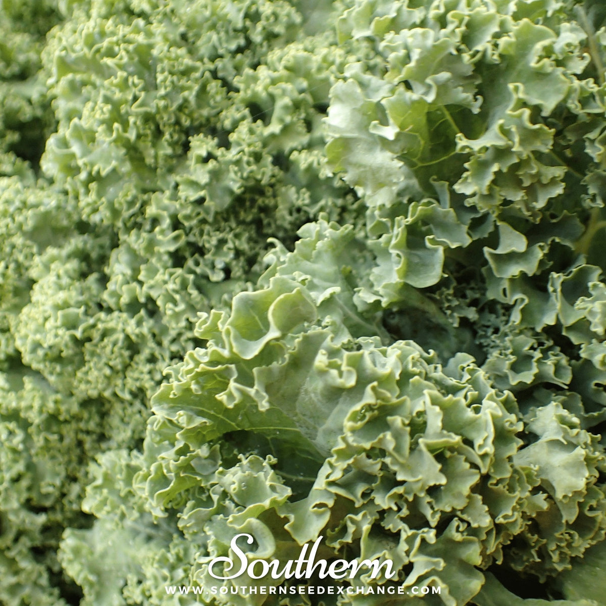 Dwarf Siberian Kale – 250 Seeds