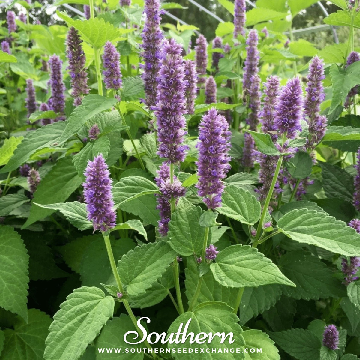 Korean Mint – 50 Seeds