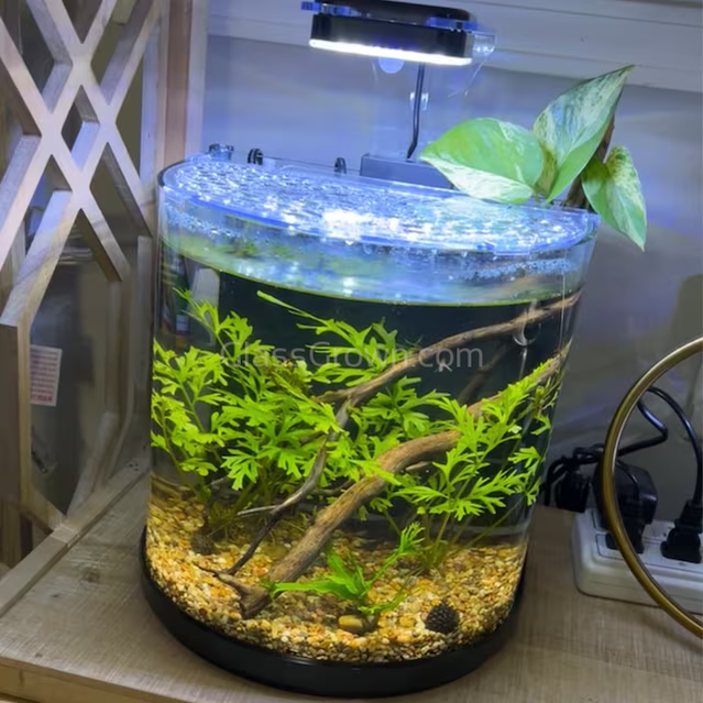 Broadleaf Water Sprite (Indian Fern)