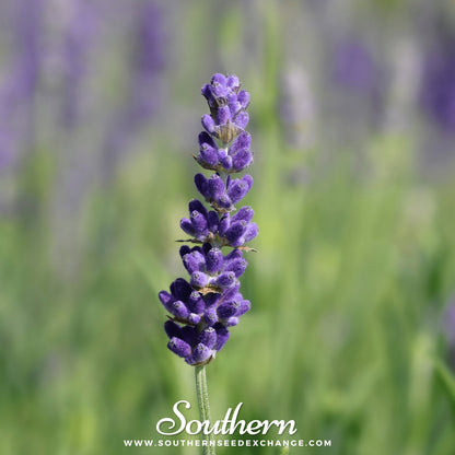 Hidcote Lavender – 50 Seeds