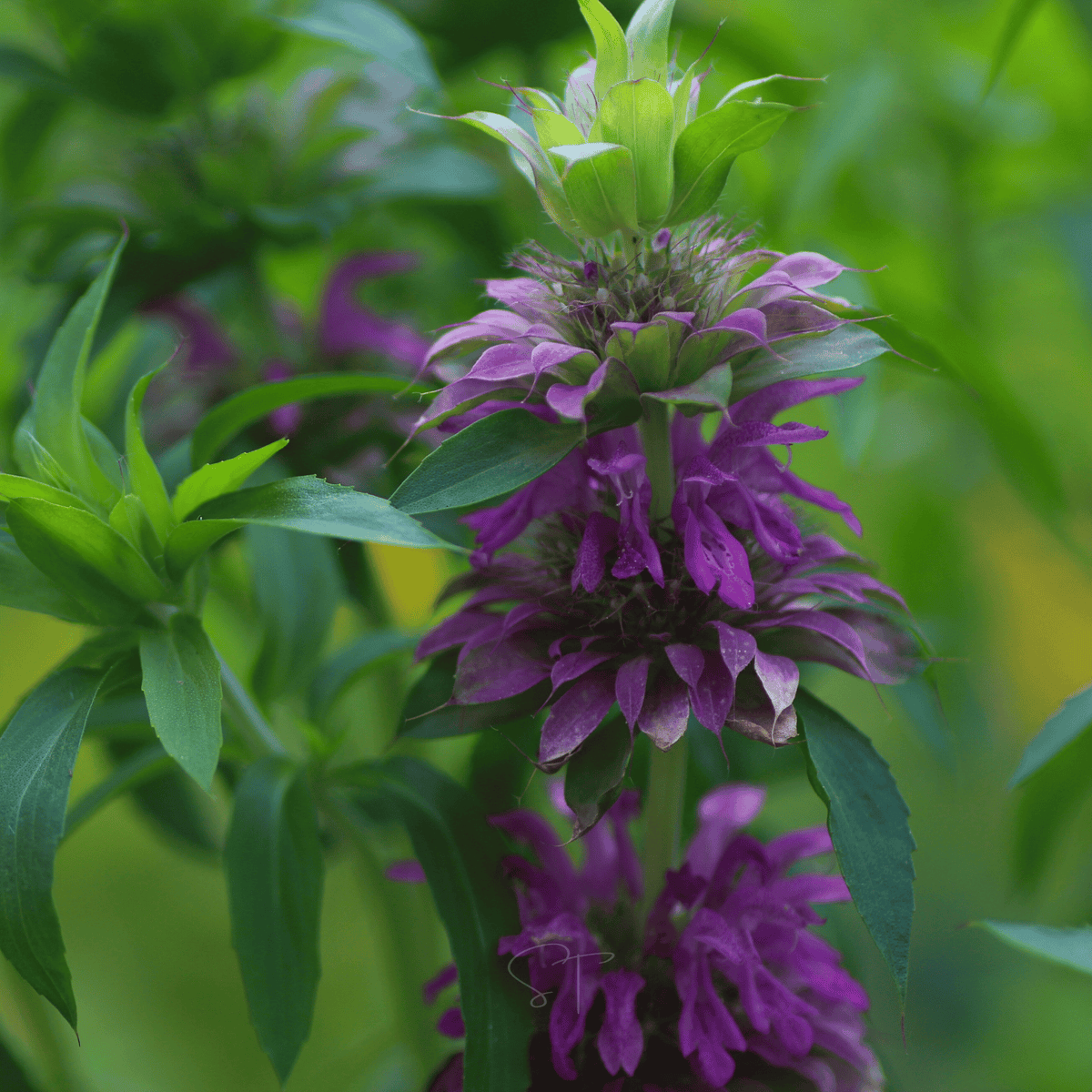 Lemon Bee Balm (Lemon Mint) – 100 Seeds