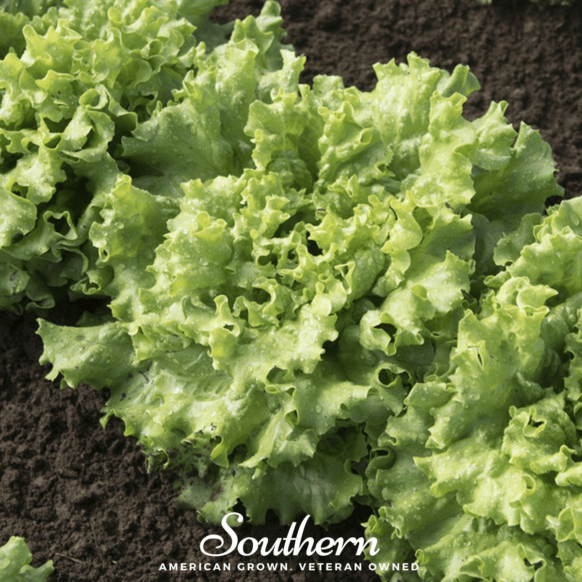 Green Ice Lettuce Seeds – 500 Non-GMO Heirloom Leaf Lettuce Lactuca sativa for Crisp Salads & Continuous Harvest