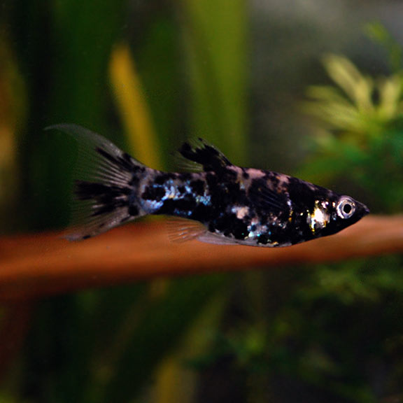 Marble Mollies