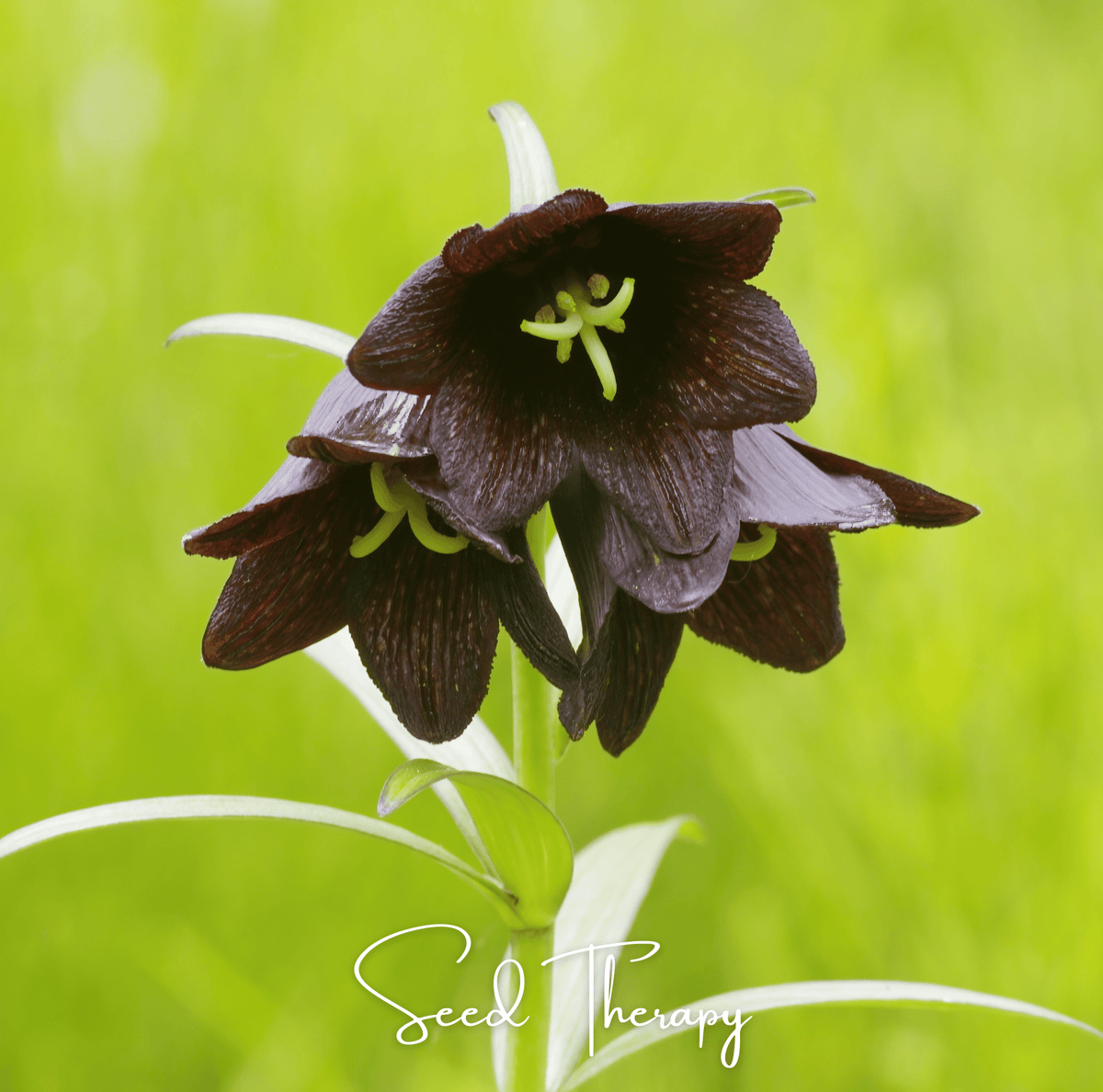 Chocolate Lily Seeds – Fritillaria camschatcensis, Deep Purple Bell-Shaped Flowers, Perennial, Heirloom, 10 Seeds