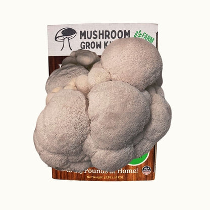 3 Pack - Lion's Mane, Pink, and Blue Oyster Mushroom Growing Kit - 15 LBS