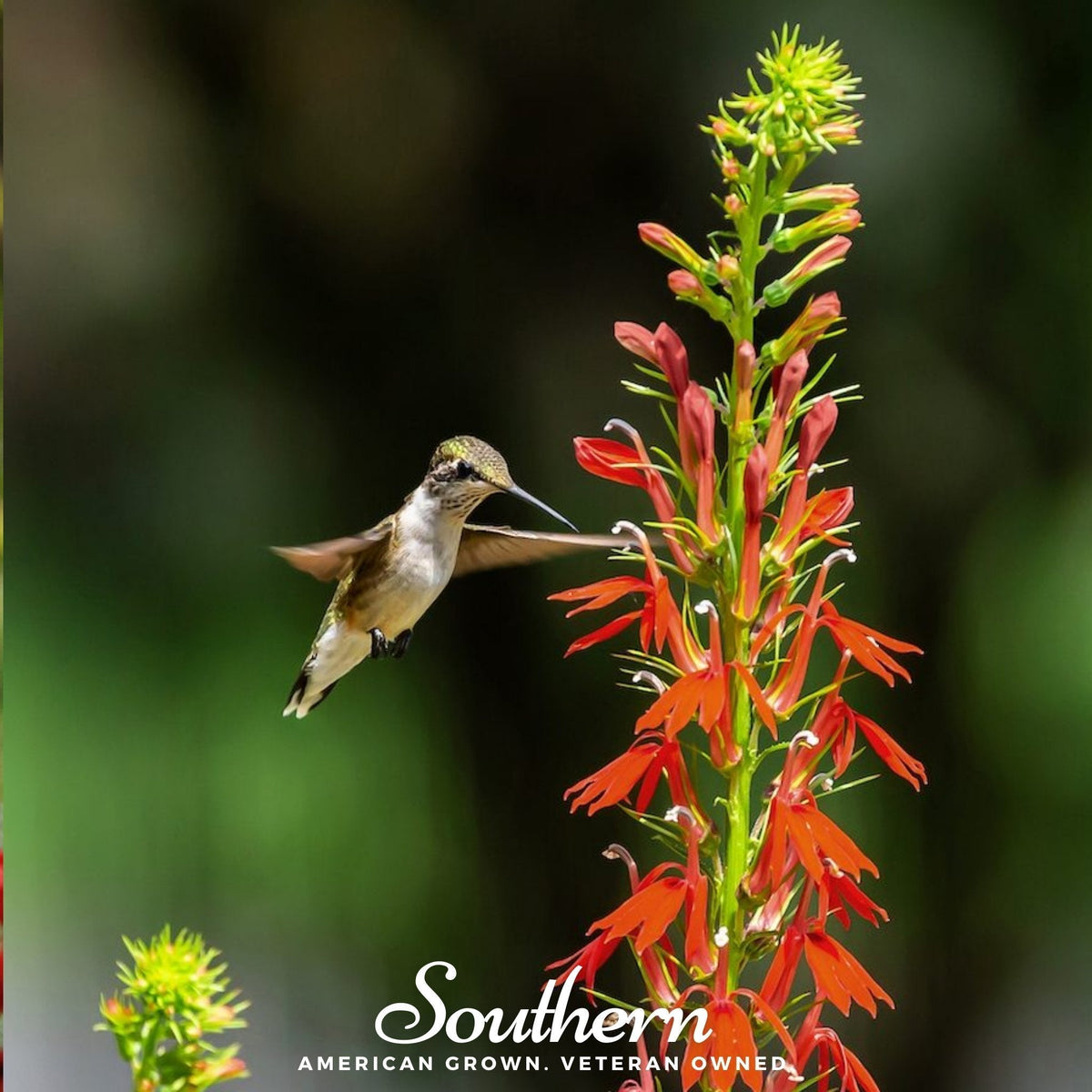 Cardinal Flower Seeds – Lobelia cardinalis – Native Perennial for Hummingbird Attraction – Moist Soil, Bright Scarlet Red Flowers