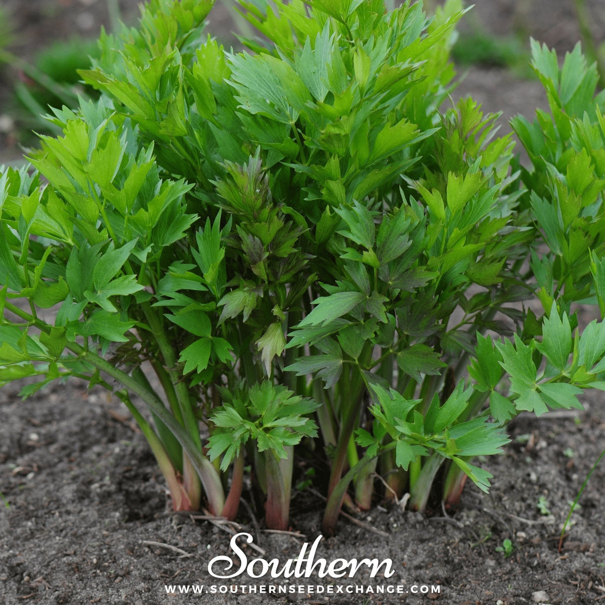 Lovage Seeds 50 Count | Heirloom, Perennial Herb with Savory Celery-Parsley Flavor | Levisticum officinale