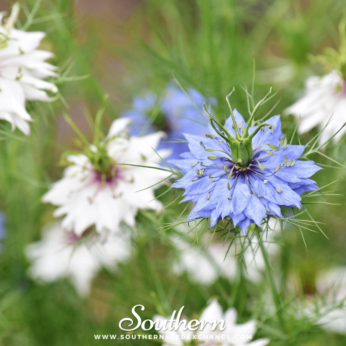 Jewels Mix Love in a Mist Seeds – 200 Heirloom Nigella damascena Flower Seeds for Cottage Garden, Dried Arrangements, Easy to Grow