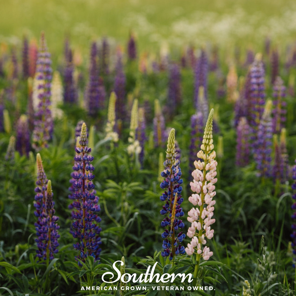Perennial Lupine Seeds – Native Wildflower for Pollinators & Soil Enrichment – Lupinus perennis, Blue & Lavender Flowers, 50 Seeds