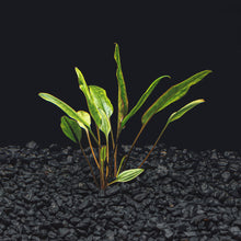 Cryptocoryne Lutea