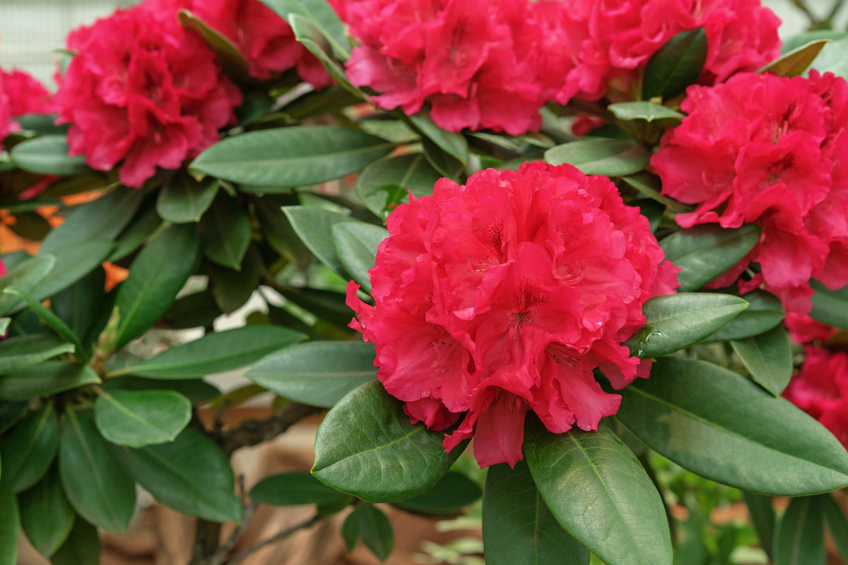 50 MIXED HYBRIDS RHODODENDRON spp. Mixed Colors - Red, Pink, Purple, White, Yellow, Orange Flower Sun or Shade Bush Shrub Seeds
