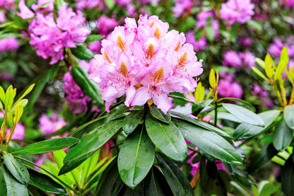 50 MIXED HYBRIDS RHODODENDRON spp. Mixed Colors - Red, Pink, Purple, White, Yellow, Orange Flower Sun or Shade Bush Shrub Seeds