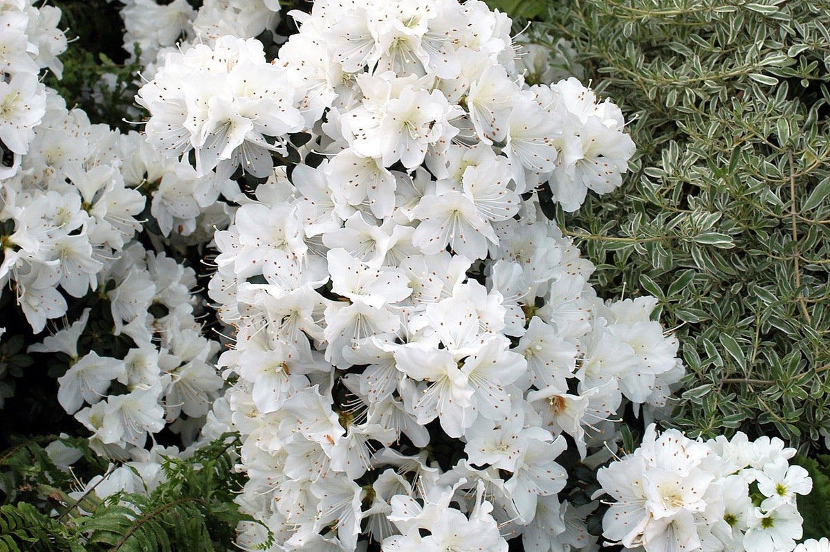 50 MIXED HYBRIDS RHODODENDRON spp. Mixed Colors - Red, Pink, Purple, White, Yellow, Orange Flower Sun or Shade Bush Shrub Seeds