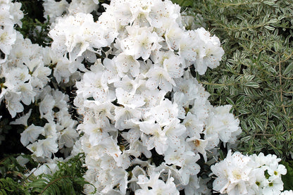 50 MIXED HYBRIDS RHODODENDRON spp. Mixed Colors - Red, Pink, Purple, White, Yellow, Orange Flower Sun or Shade Bush Shrub Seeds