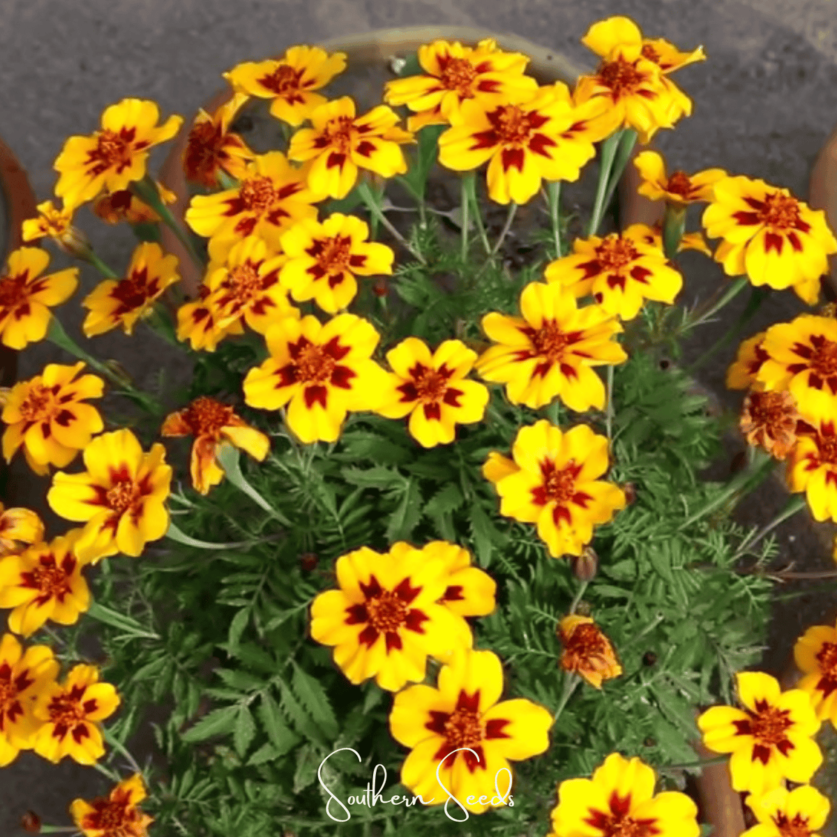 Naughty Marietta Marigold – 100 Seeds