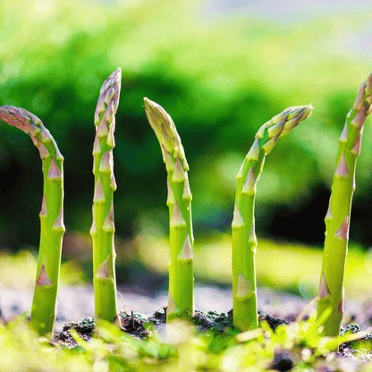Mary Washington Asparagus – 50 Seeds