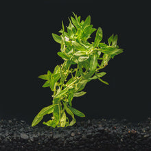 Mermaid Weed