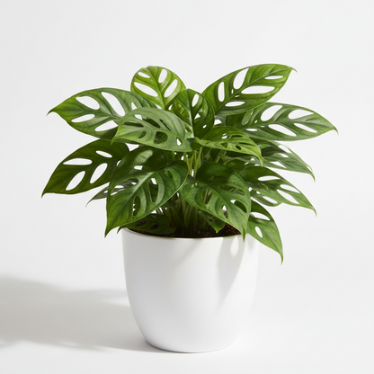 Mini Monstera Minima