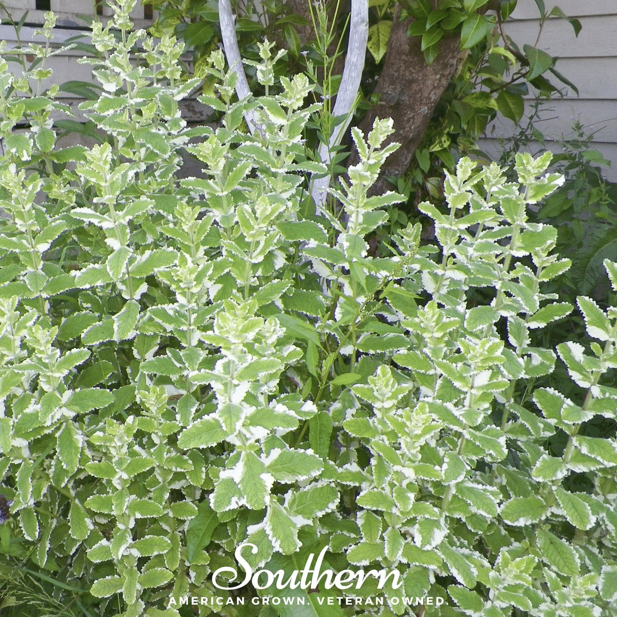 Pineapple Mint – 25 Seeds