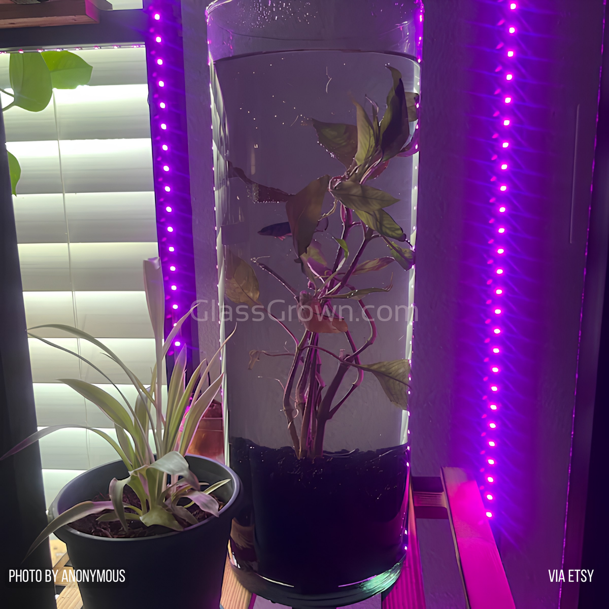Moneywort