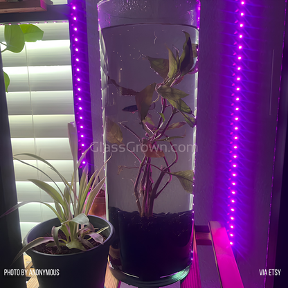 Moneywort