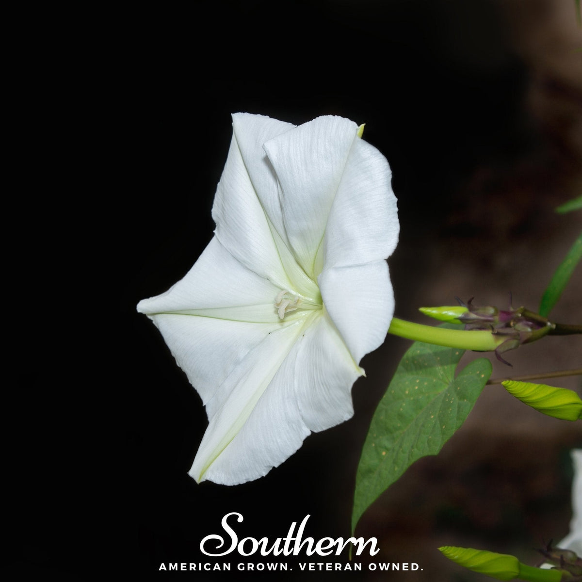 Moonflower Seeds – 25 Heirloom Ipomoea alba Night-Blooming White Flower Vine