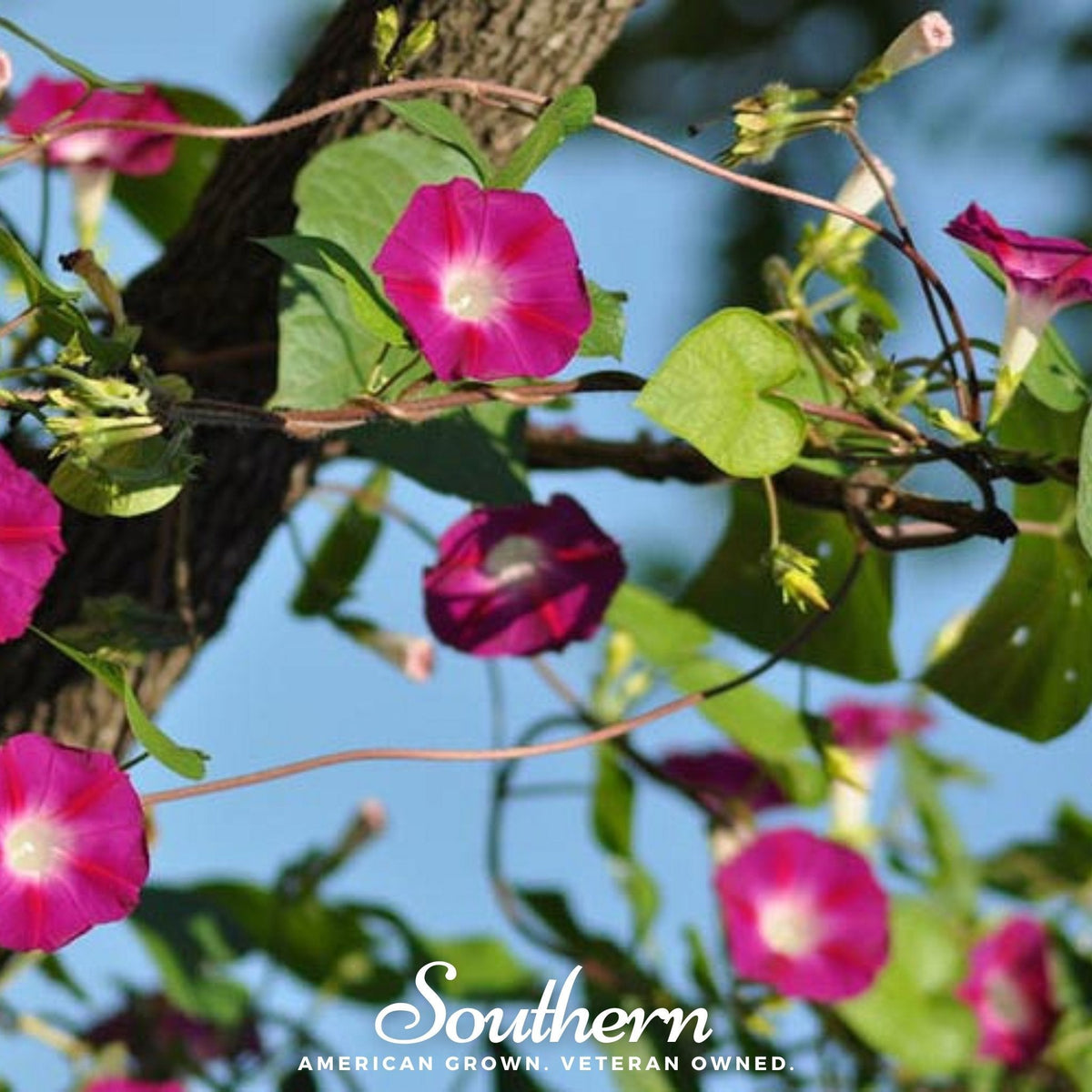 Scarlett O’Hara Morning Glory – 50 Seeds