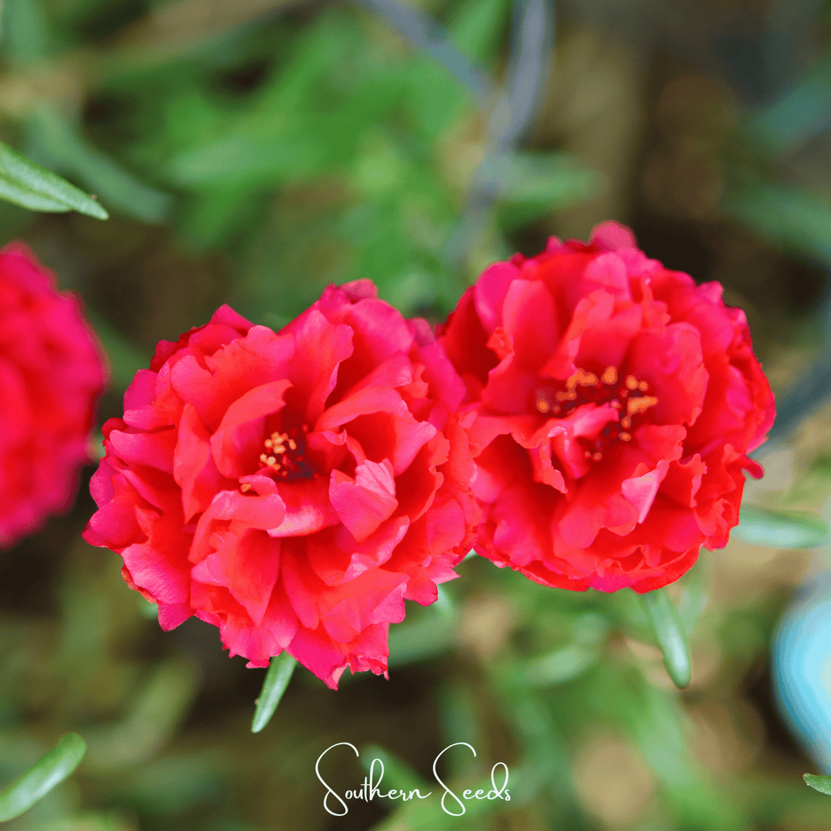 Red Moss Rose Seeds – 250 Non-GMO Heirloom Portulaca grandiflora for Sunny Gardens and Containers