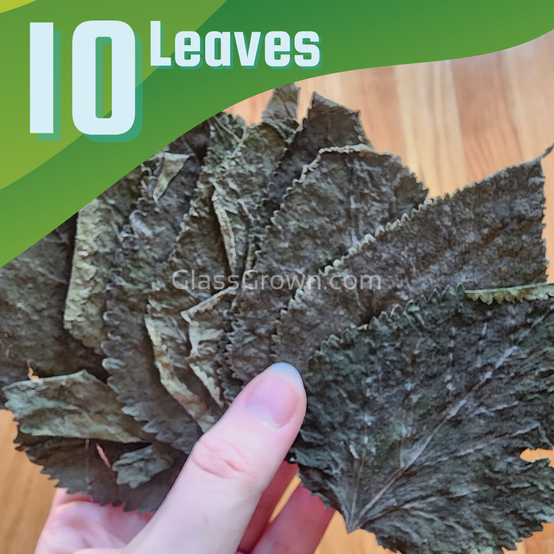 Whole Malaysian Mulberry 10 Leaves