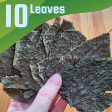 Whole Malaysian Mulberry 10 Leaves