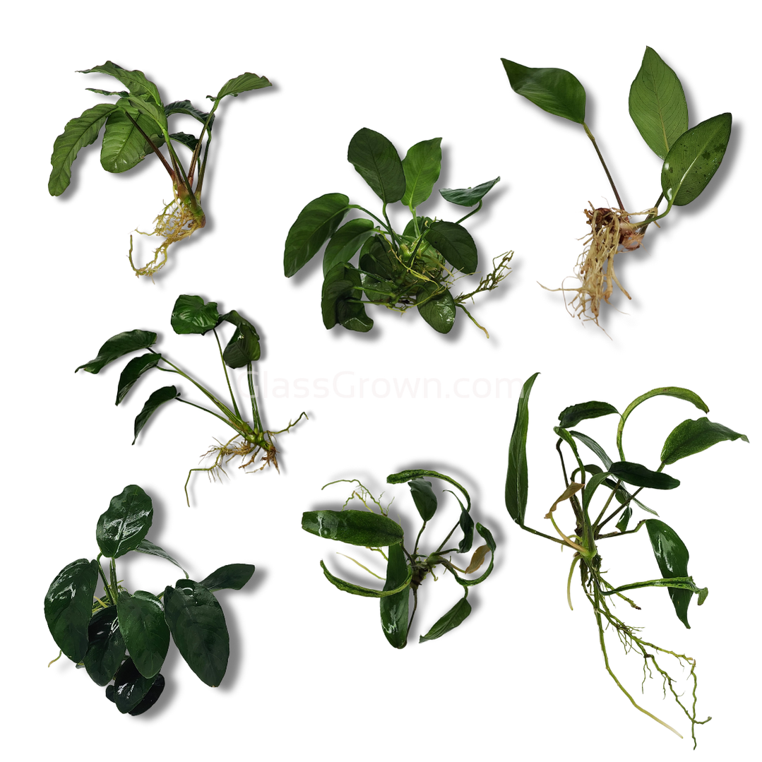 Mystery Anubias