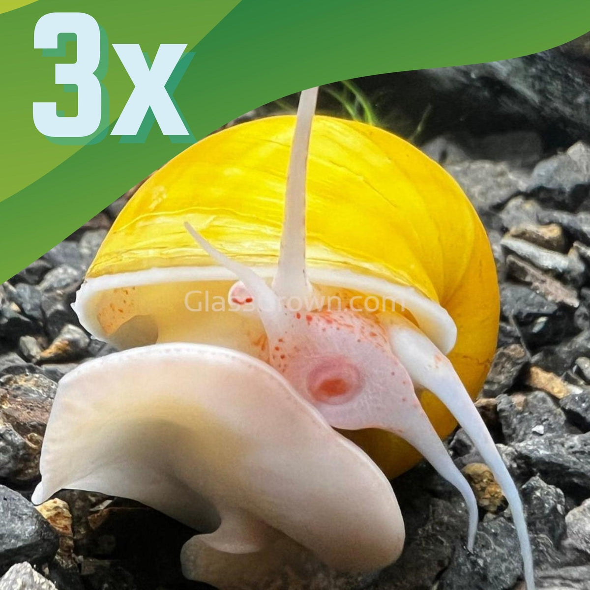 Golden Mystery Snail