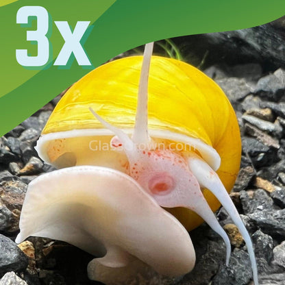Golden Mystery Snail