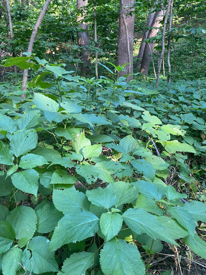 Large Wild Stinging Wood Nettle Bareroot Roots 10 Pack Laportea canadensis