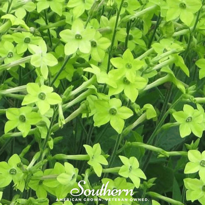 Lime Green Nicotiana – 100 Seeds