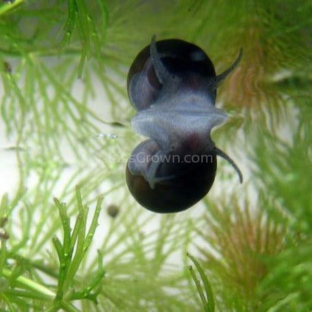 Assorted Nerite 5 Snails
