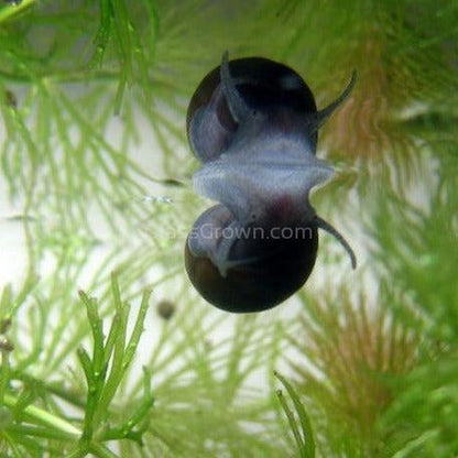 Assorted Nerite 5 Snails