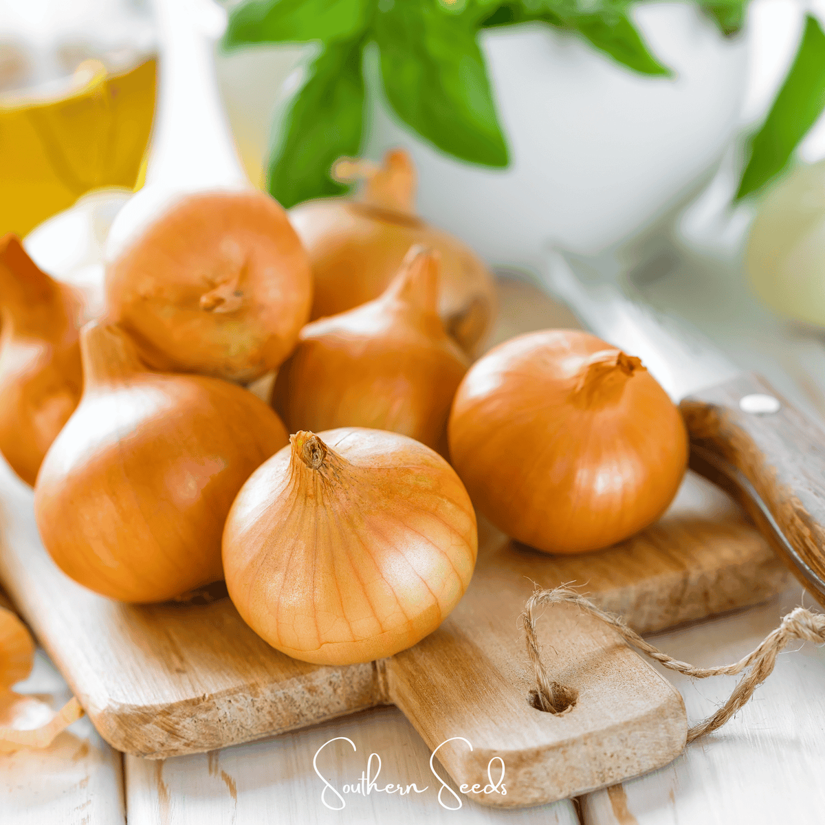 Texas Grano Early Onion Seeds – Allium cepa, Heirloom, Non-GMO, Open Pollinated, American Grown, Sweet and Mild Flavor, 200 Seeds