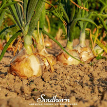 Utah Yellow Sweet Spanish Onion – 200 Seeds