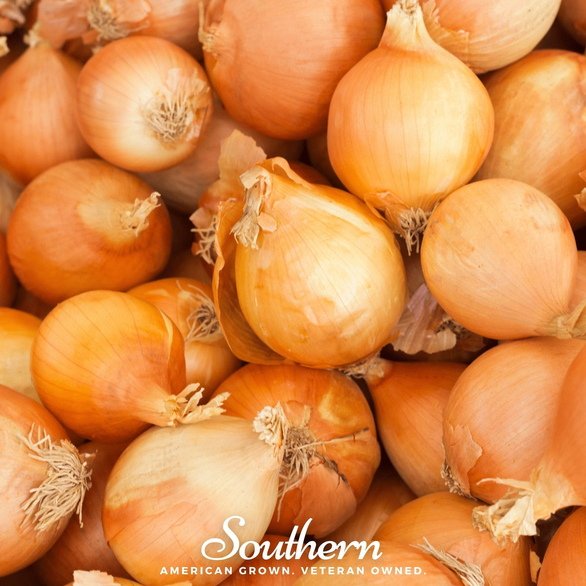 Utah Yellow Sweet Spanish Onion – 200 Seeds