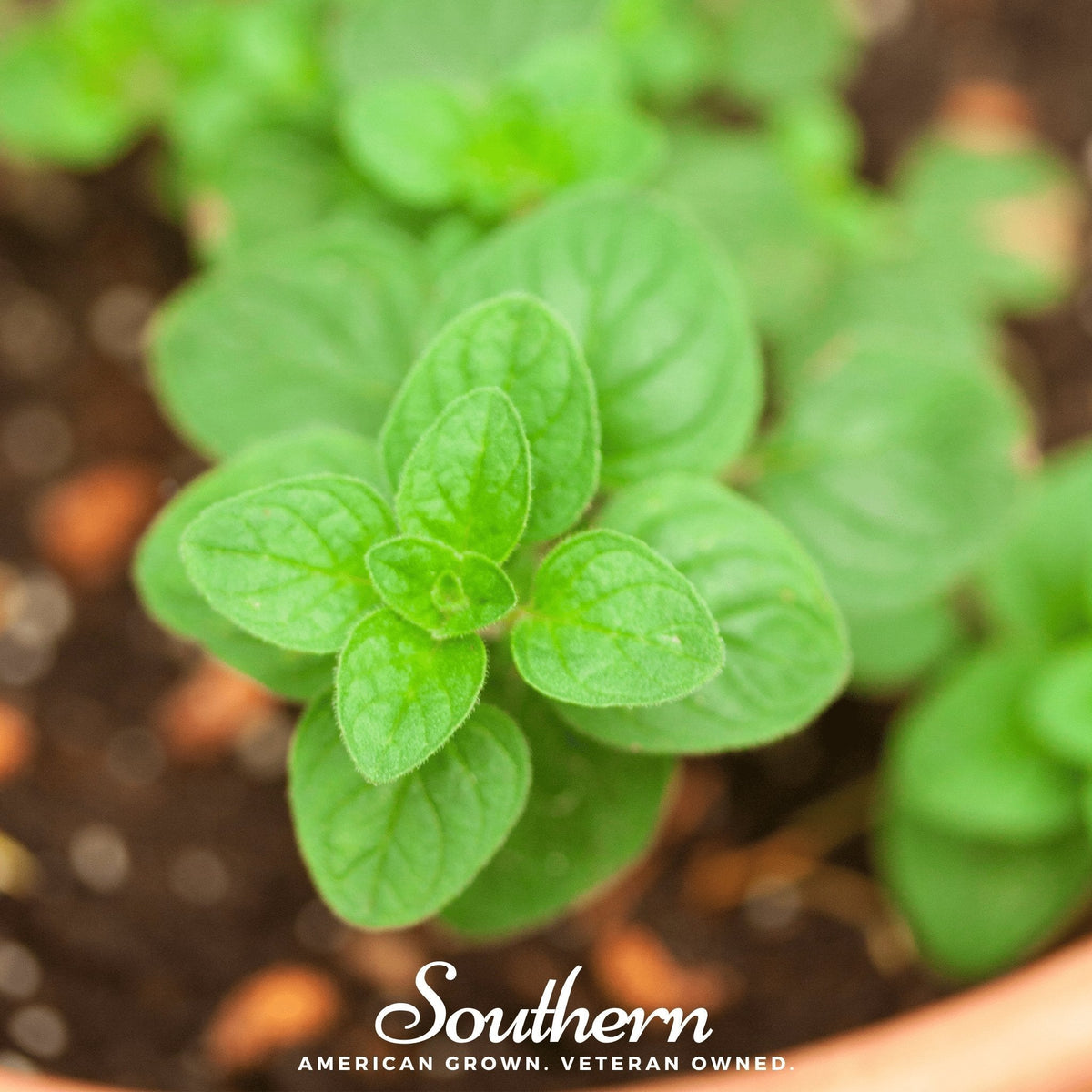 Greek Oregano – 200 Seeds