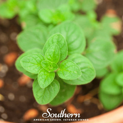 Greek Oregano – 200 Seeds