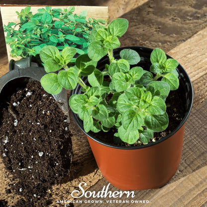 Greek Oregano – 200 Seeds