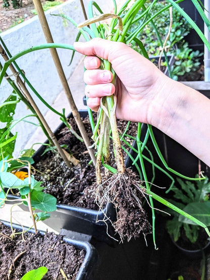 Organic Green Onion Seeds