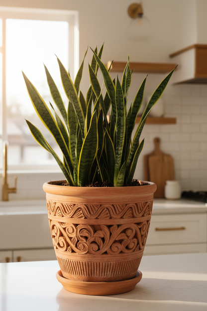 Snake Plant Cylindrica - 6" Pot - NURSERY POT ONLY
